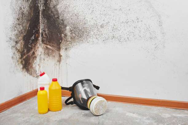 Certified Mold Removal in Oakleaf Plantation, FL