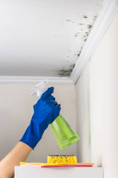 Best Attic Mold Removal  in Oakleaf Plantation, FL